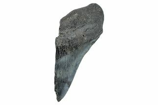Partial Fossil Megalodon Tooth - South Carolina #274593