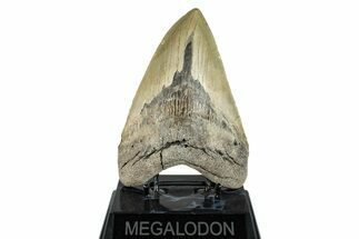 Fossil Megalodon Tooth - North Carolina #274761
