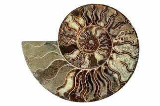 Cut & Polished Ammonite Fossil (Half) - Crystal Pockets #274808