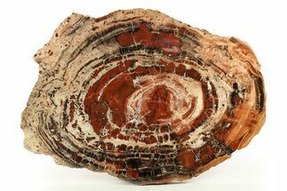 Red/Black Petrified Wood (Araucarioxylon) Round - Arizona #274758