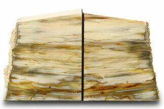 Tall, Colorful Petrified Wood Bookends - Washington #274845