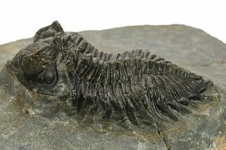 Bargain, Coltraneia Trilobite Fossil - Huge Faceted Eyes #225322