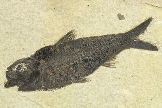 Detailed Fossil Fish (Knightia) With Gastropods - Wyoming #275156