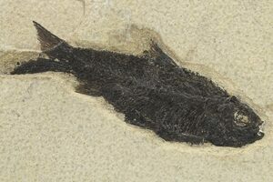 Knightia Mini Fish in a Case (Unrestored) — In Stone Fossils