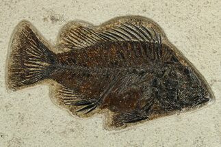 Fossil Fish (Cockerellites) - Large & Top Quality #275190