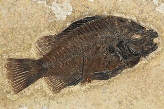Fossil Fish (Cockerellites) - Wyoming #275192
