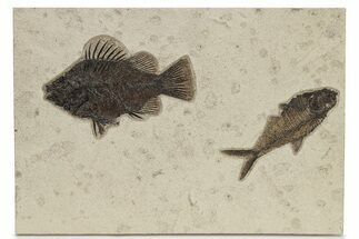 Multiple Fossil Fish (Priscacara & Diplomystus) Plate - Wyoming #275196