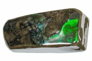 Iridescent Ammolite (Fossil Ammonite Shell) - Alberta #274989