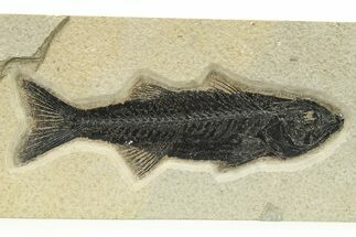 Uncommon Fish Fossil (Mioplosus) - Wyoming #275201