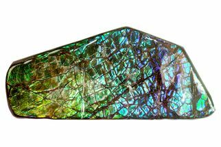 Flashy Ammolite (Fossil Ammonite Shell) - Blue & Green! #275127