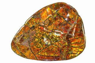 Flashy Ammolite (Fossil Ammonite Shell) - Fiery Red! #275136