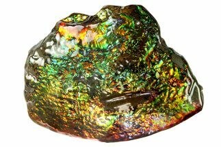 Brilliant Ammolite (Fossil Ammonite Shell) - Beautiful Iridescence! #275151