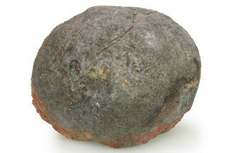 Silurian Fossil Crinoid (Scyphocrinites) Lobolith - Morocco #274945