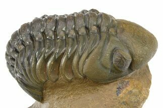 Curled Reedops Trilobite - Beautiful Preservation #275234