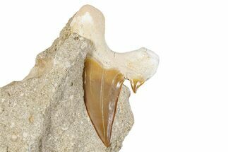 Large Otodus Shark Tooth Fossil in Rock - Morocco #274933