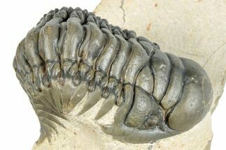 Curled Crotalocephalina Trilobite - Atchana, Morocco #275296