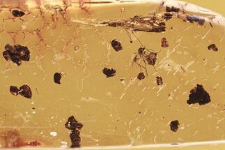 Two Fossil Fungus Gnats (Sciaridae) and Coprolites in Baltic Amber #275446