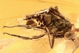 Fossil Dagger Fly (Empididae) w/ feathered legs in Baltic Amber #275483