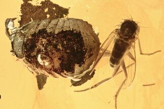 Fossil Woodlouse (Oniscidae) and Fly (Dolichopodidae) in Baltic Amber #275492