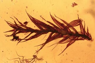 Detailed Fossil Moss Twig (Bryophyta) In Baltic Amber #275501