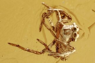 Fossil Jumping Spider (Salticidae) In Baltic Amber - Rare #275503
