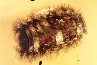 Fossil Soft Millipede and Fungus Gnat in Baltic Amber #275508