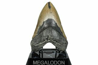 Serrated, Fossil Megalodon Tooth - North Carolina #275267