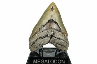 Serrated, Fossil Megalodon Tooth - Huge NC Meg #275270