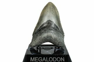 Serrated, Fossil Megalodon Tooth - North Carolina #275281