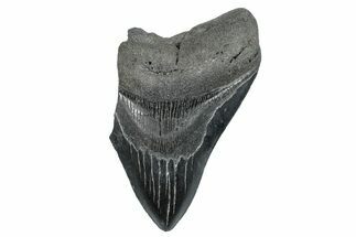 Partial, Fossil Megalodon Tooth - South Carolina #275371