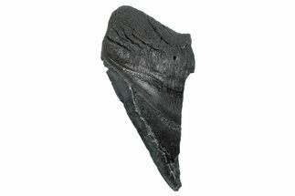 Partial Fossil Megalodon Tooth - South Carolina #275387