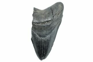 Bargain, Fossil Megalodon Tooth - South Carolina #275396