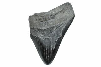 Partial, Fossil Megalodon Tooth - South Carolina #275405