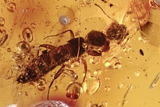 Detailed Fossil Rove Beetle (Paederinae) in Baltic Amber #275380