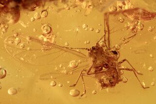 Fossil Winged Aphid (Hemiptera) In Baltic Amber #275693