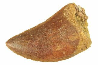 Serrated, Baby Carcharodontosaurus Tooth - Morocco #276007