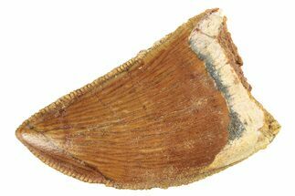 Serrated, Carcharodontosaurus Tooth - Morocco #276010