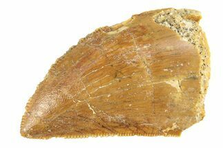 Serrated, Baby Carcharodontosaurus Tooth - Morocco #276015