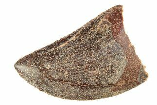 Serrated, Baby Carcharodontosaurus Tooth - Morocco #276020