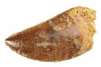 Serrated, Juvenile Carcharodontosaurus Tooth - Morocco #276022