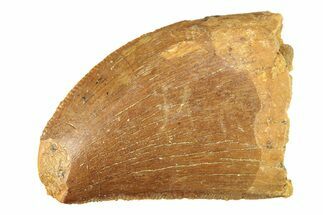 Serrated, Juvenile Carcharodontosaurus Tooth - Morocco #276026