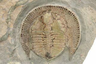 Trinucleid Trilobite (Declivolithus) - Mecissi, Morocco #276170