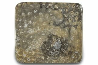 Polished Fossil Rugose Coral Slab - Morocco #276081