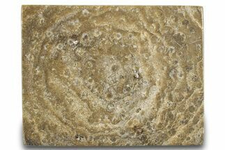 Polished Fossil Rugose Coral Slab - Morocco #276083