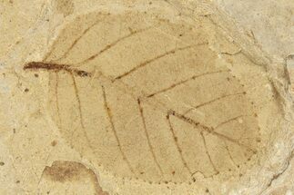 Fossil Plant (Alnus) Leaf - McAbee, BC #276350