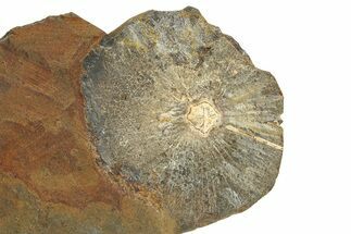 Fossil Winged Walnut (Cyclocarya) Fruit - North Dakota #276459