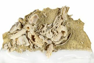Miniature Fossil Cluster (Ammonites, Brachiopods) - France #276273