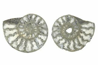 Pyritized Cut Ammonite Fossil Pair - Morocco #276638
