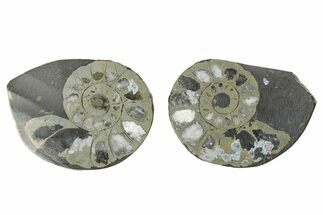 Pyritized Cut Ammonite Fossil Pair - Morocco #276641