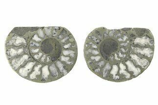 Pyritized Cut Ammonite Fossil Pair - Morocco #276643